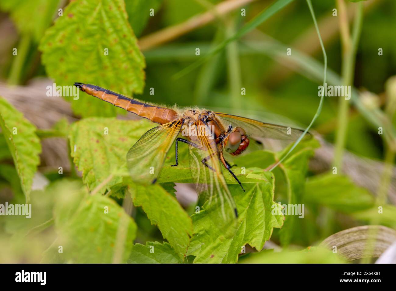 (Anisoptera), Raubtier-Insekt, gekennzeichnet durch einen langgestreckten Körper, beweglichen Flug und zwei Paare von annähernd gleichen membranösen Flügeln. Stockfoto