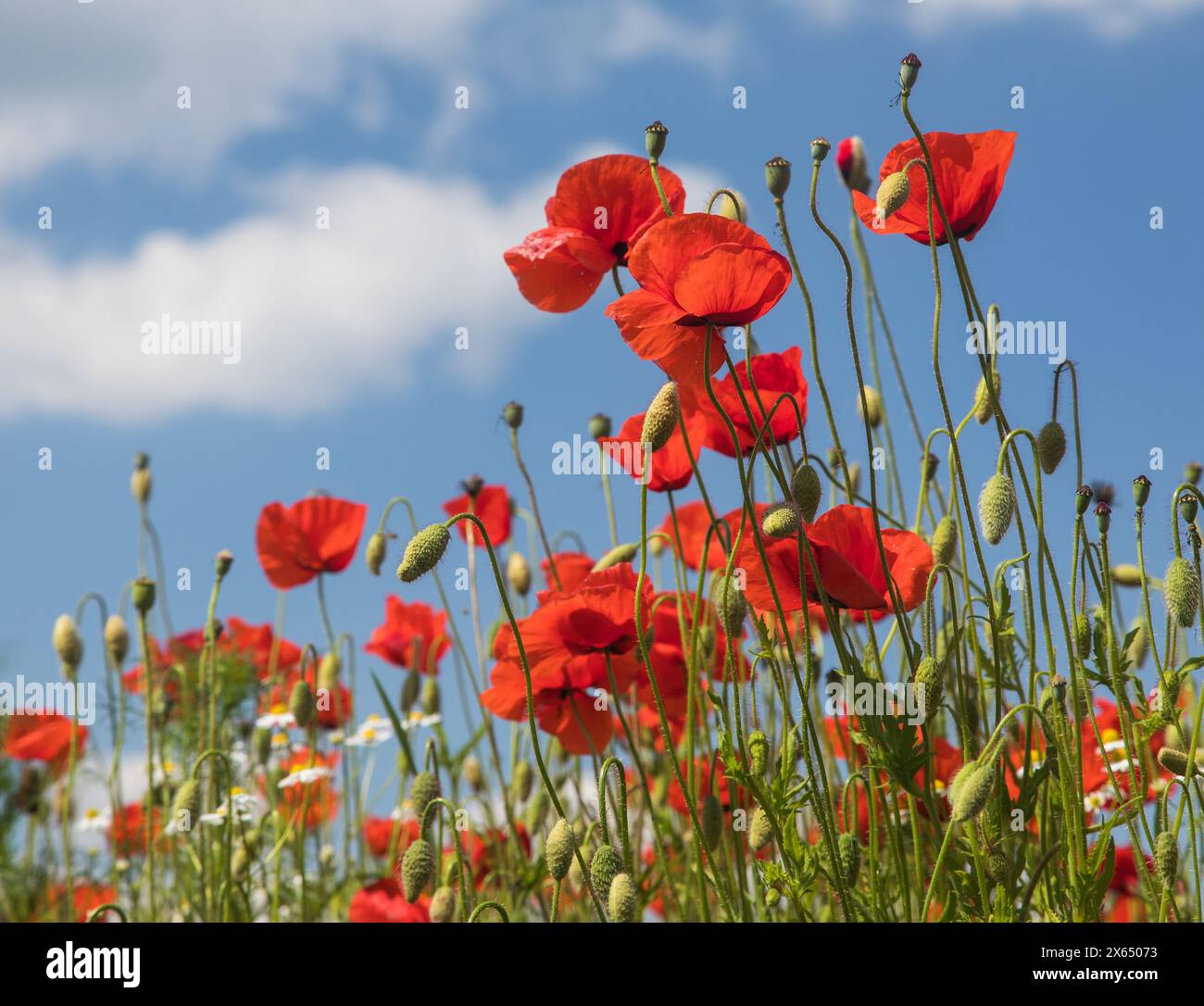 Feld mit rotem Mohn oder Mohn, Maismohn, Maisrosen, Feldmohn, flandermohn, auf lateinisch Papaver Rhoaes Stockfoto