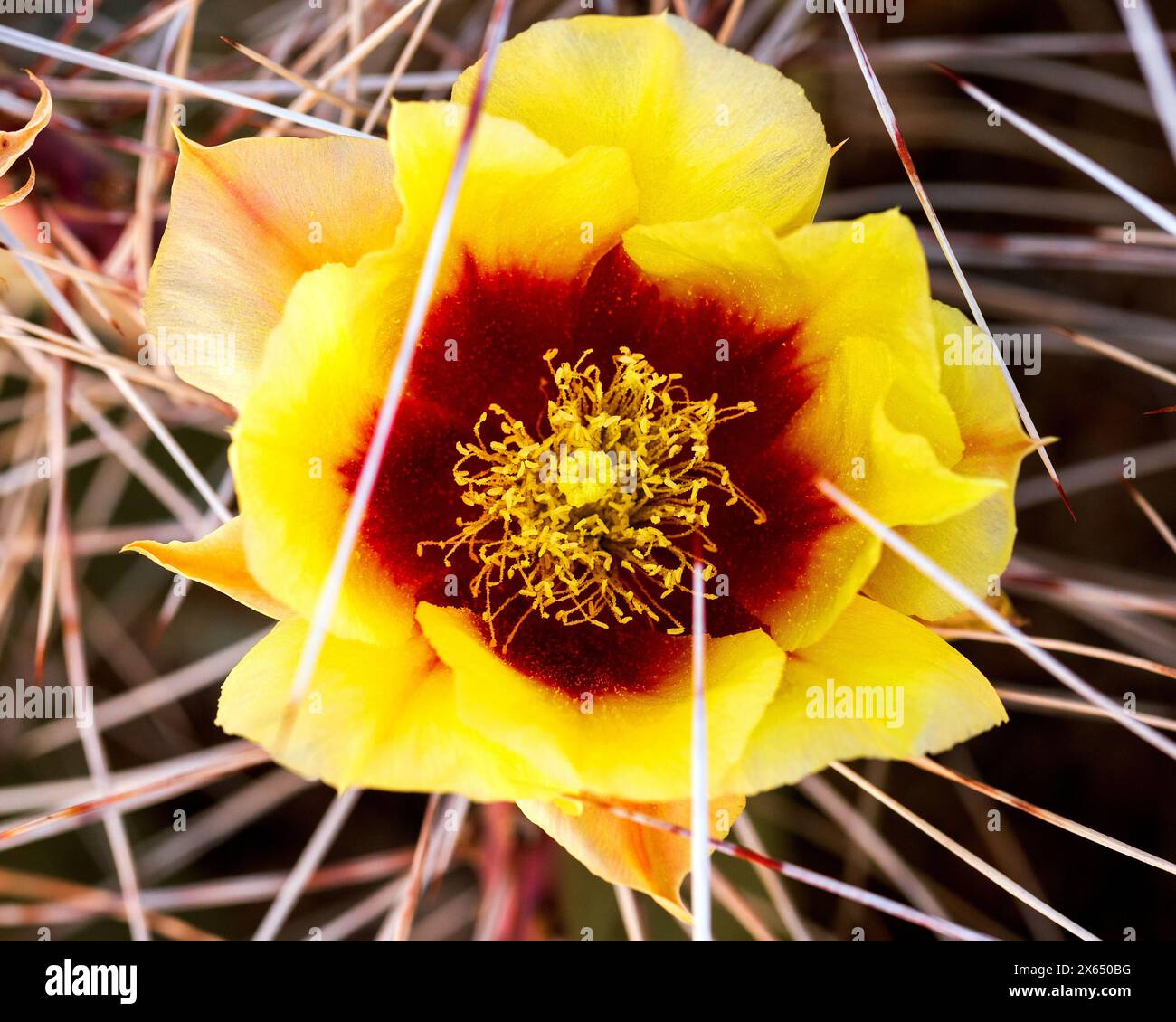 Stacheln kaktus scharf -Fotos und -Bildmaterial in hoher Auflsung  Alamy
