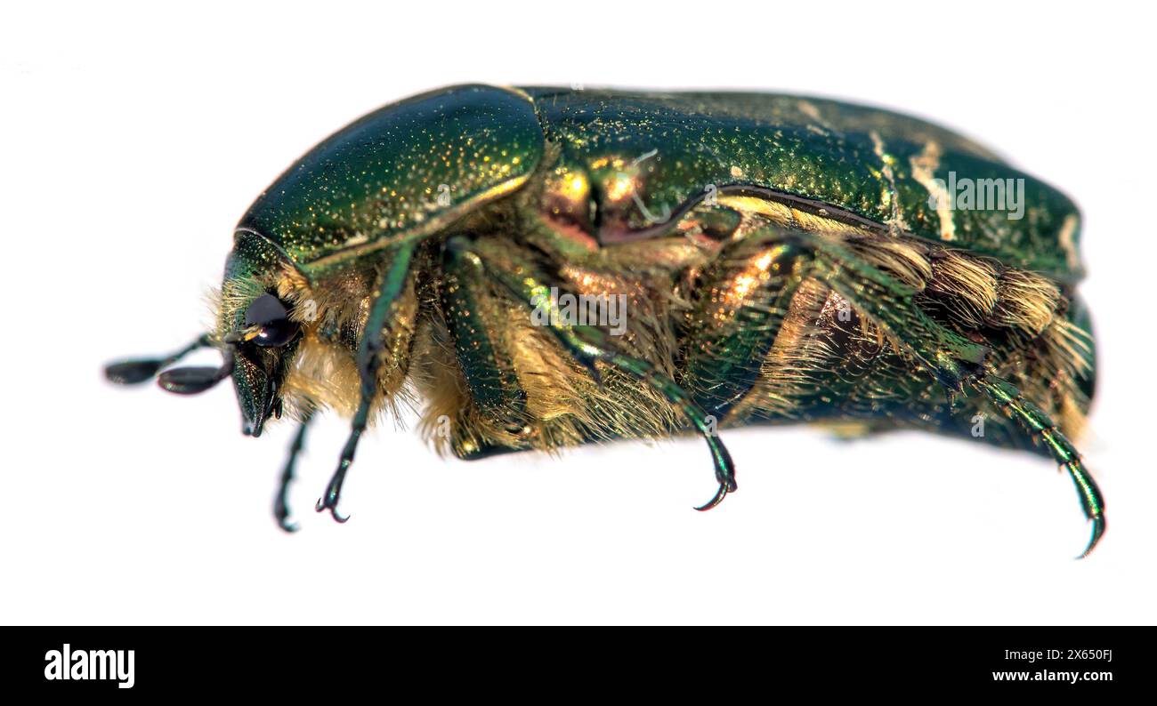 Grüner Rosen-Chafer, lateinisch Cetonia aurata, isoliert auf weißem Hintergrund Stockfoto