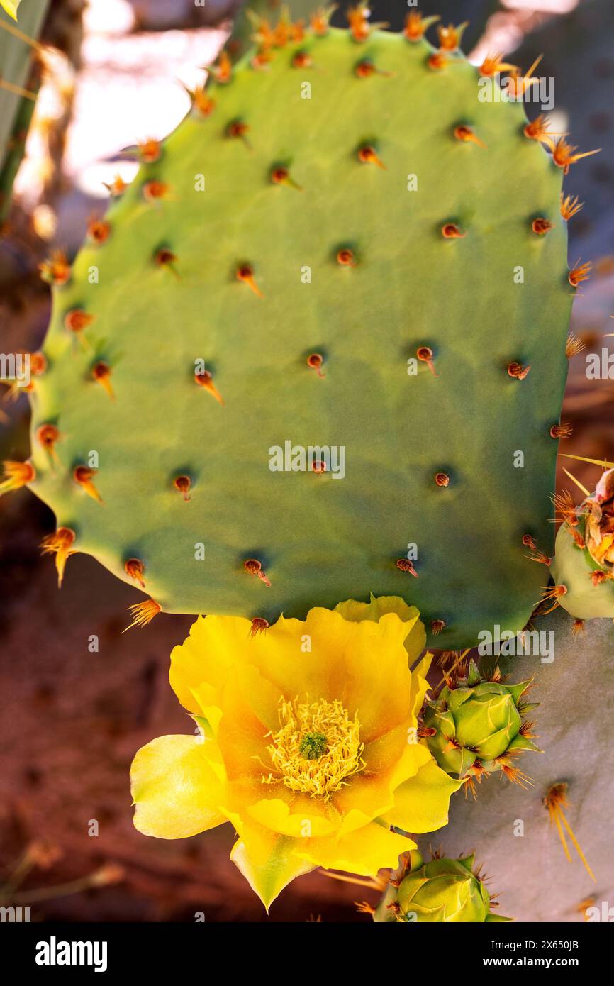 Östlicher Feigenkaktus mit gelber Blume blüht. Stachelborsten und Stacheln auf flachem Paddel auf indischem Feigenkaktus mit Blume. Opuntia humifusa Stockfoto