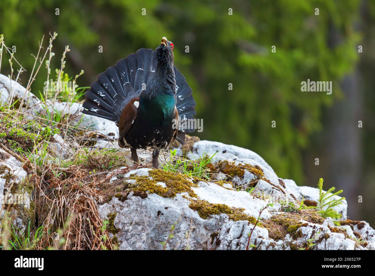 Auerhuhn, Auerhuhn, Auerhahn, Tetrao urogallus) im Wintrer, Auerhahn, Stockfoto