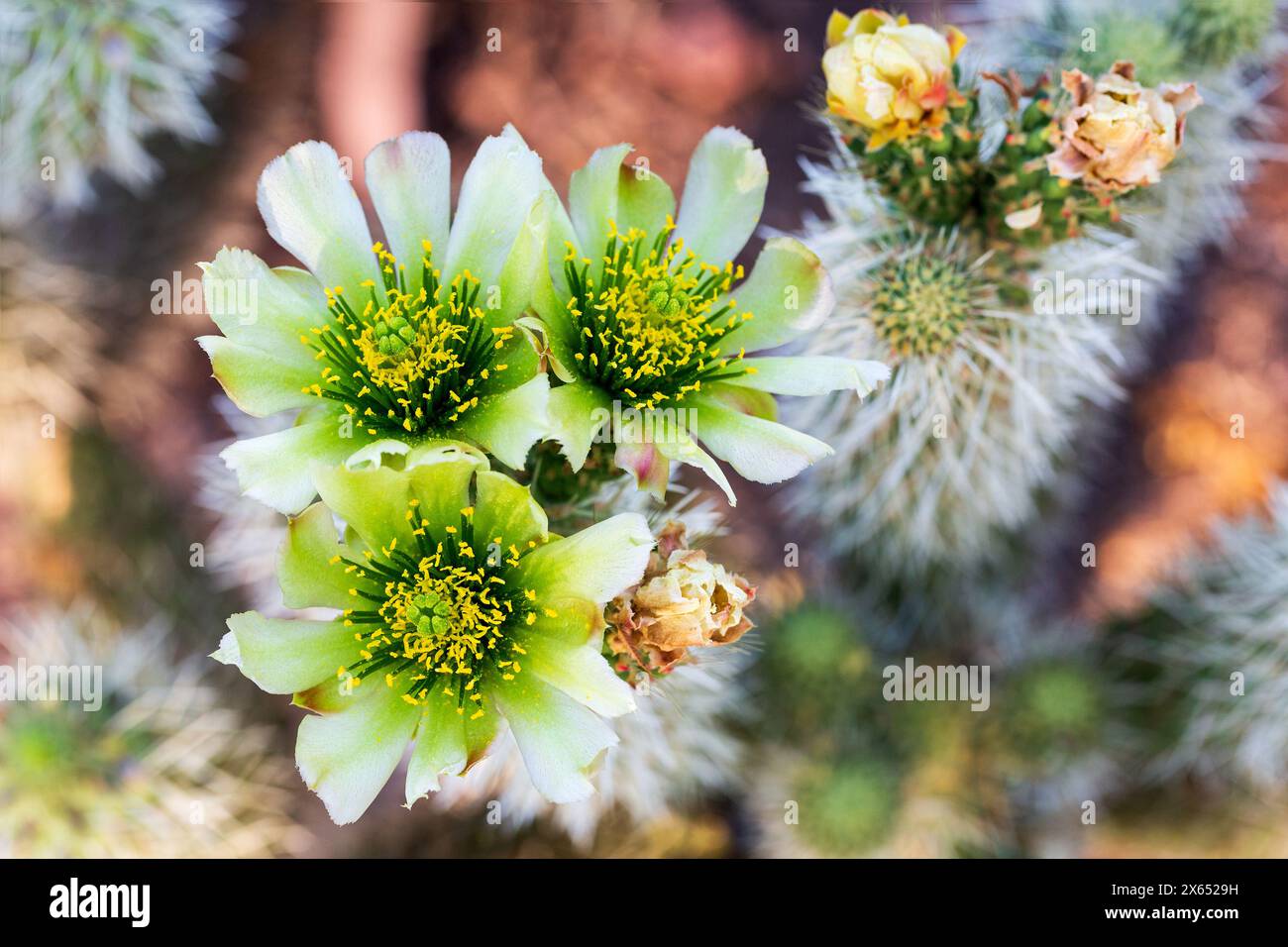 Teddybär Cholla Cactus Flowers in Bloom Closeup. Makro des cholla-Kaktusblüters mit vollständig mit Stacheln bedeckten Stängeln. Cylindropuntia bigelovii Stockfoto