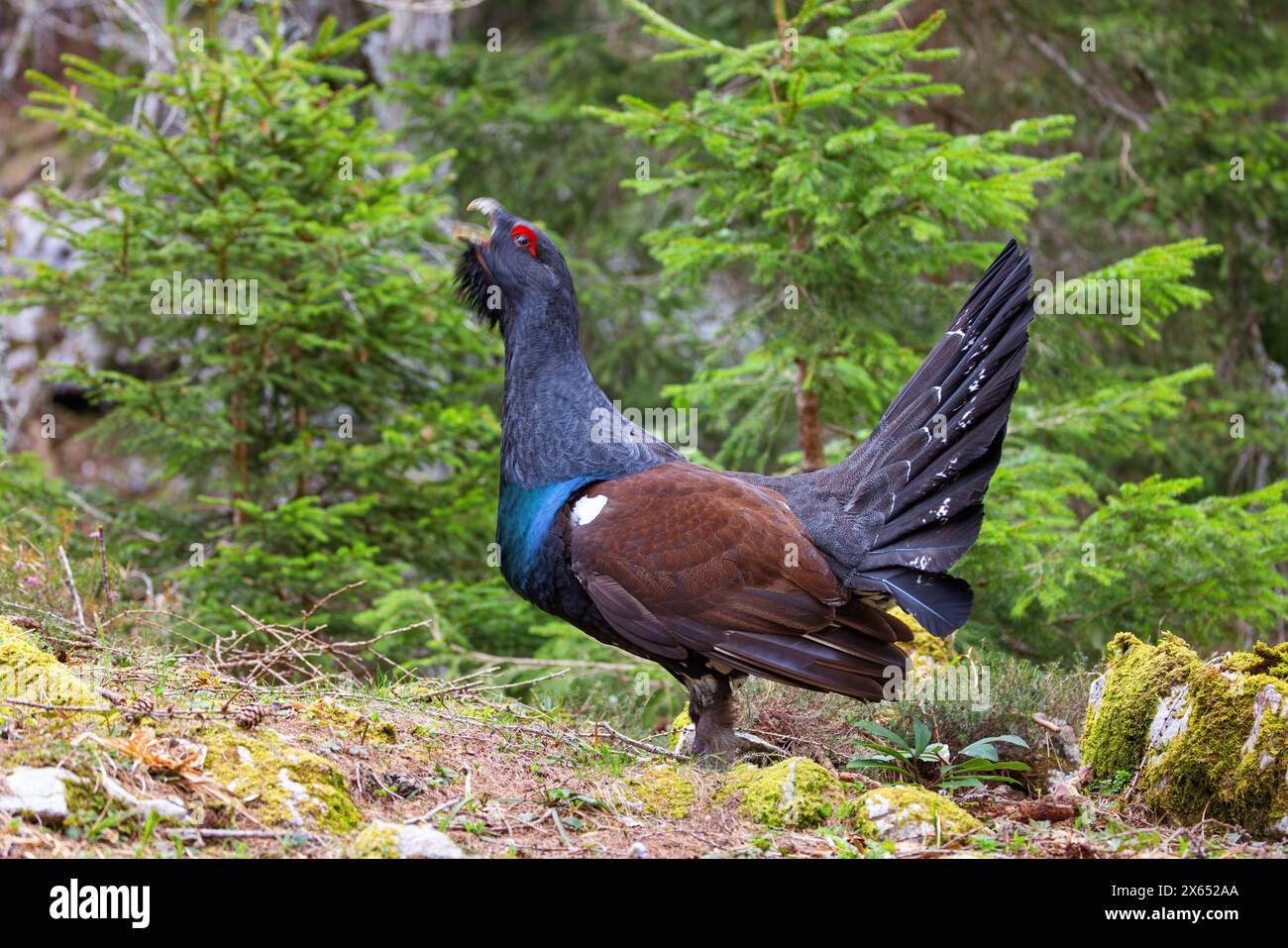 Auerhuhn, Auerhuhn, Auerhahn, Tetrao urogallus) im Wintrer, Auerhahn, Stockfoto
