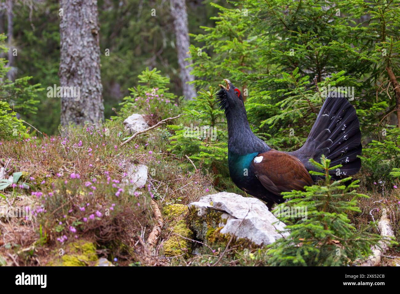 Auerhuhn, Auerhuhn, Auerhahn, Tetrao urogallus) im Wintrer, Auerhahn, Stockfoto