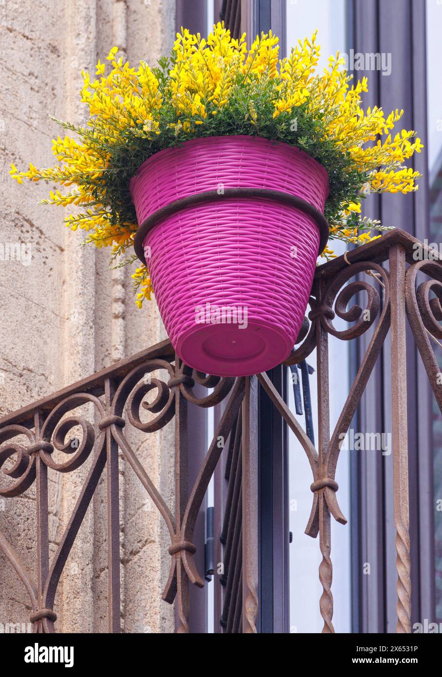 Taormina, Sizilien, Italien. Gelbe Blüten im violetten Topf. Stockfoto