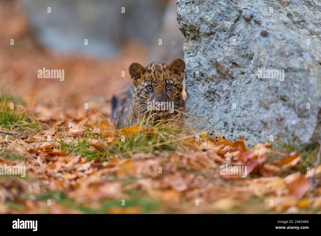 Indischer Leopard (Panthera pardus fusca), Jungtier im Wald Stockfoto