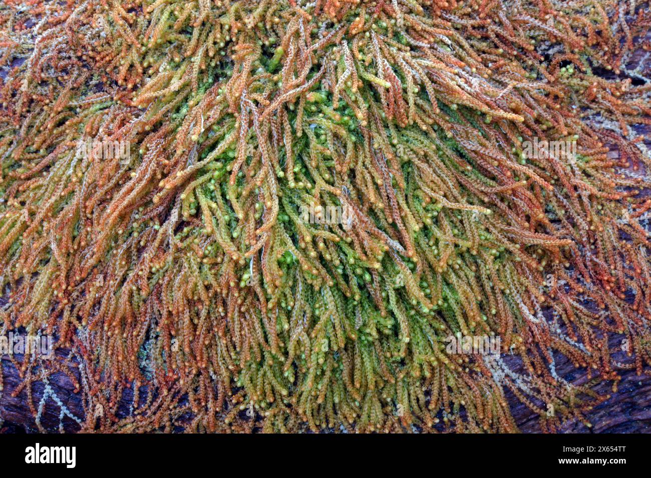 Cephalozia curvifolia (Rustkraut) ist auf verrottenden Stämmen in Wäldern im Westen Großbritanniens zu finden. Sie kommt in der N. Hemisphäre und in Südamerika vor. Stockfoto