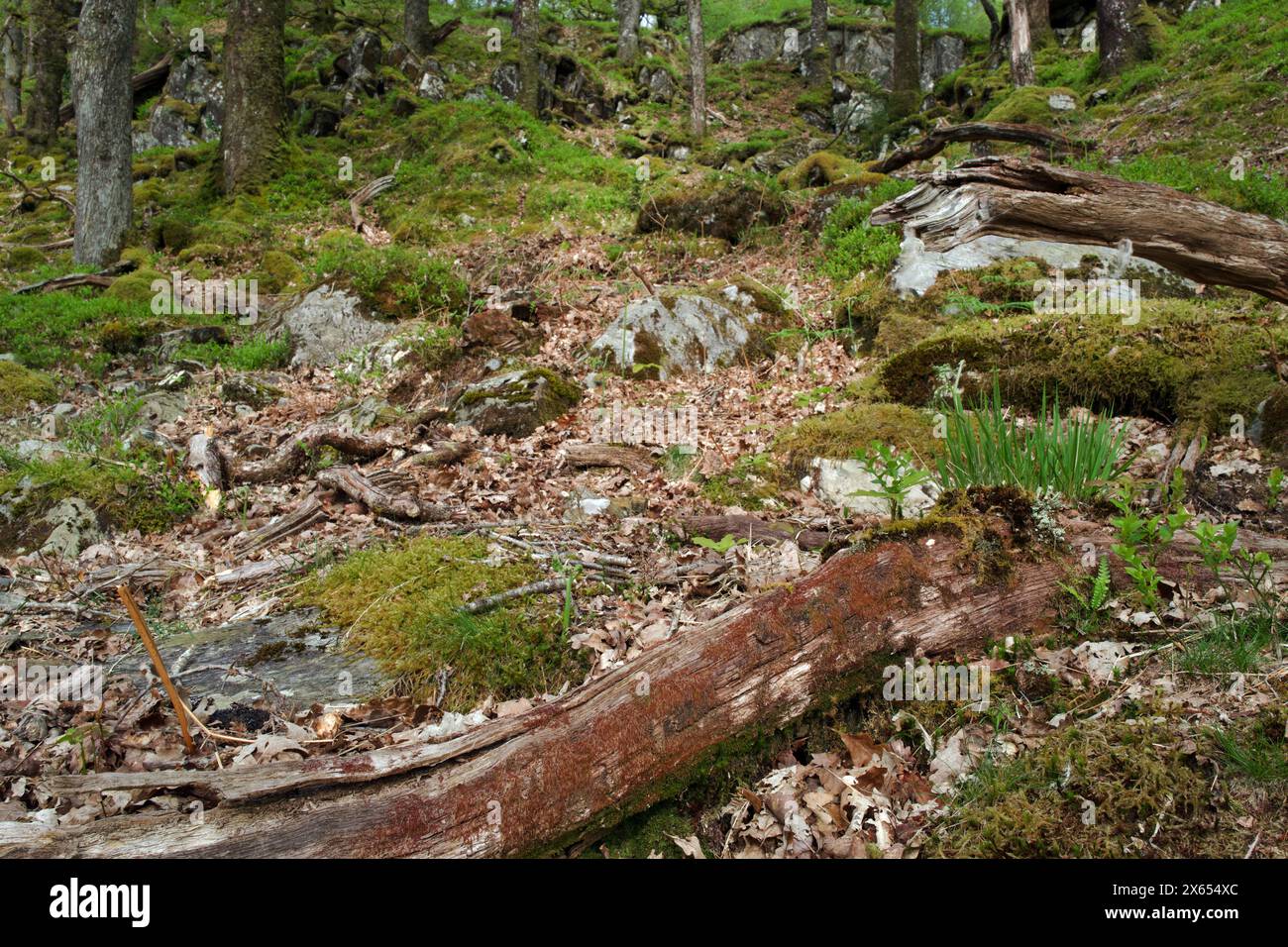 Hier wächst das rote Leberkraut Cephalozia curvifolia (Rostkraut) auf einem verrottenden Baumstamm im keltischen Regenwald in Snowdonia, Nordwales Stockfoto