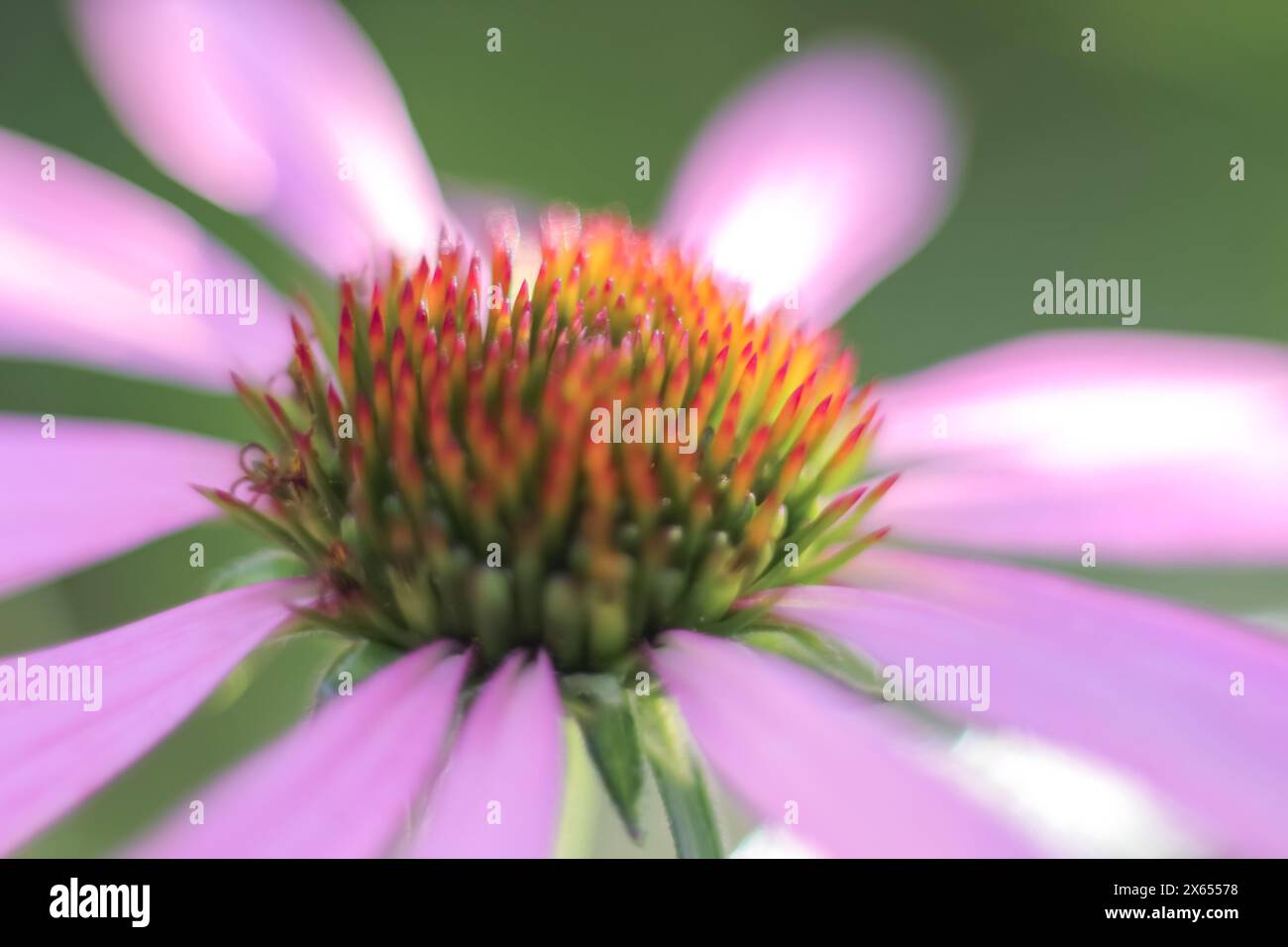 Rosafarbene Blume der Echinacea purpurea Nahaufnahme. Weicher, selektiver Fokus, unscharf. Sonnenlicht. Stockfoto