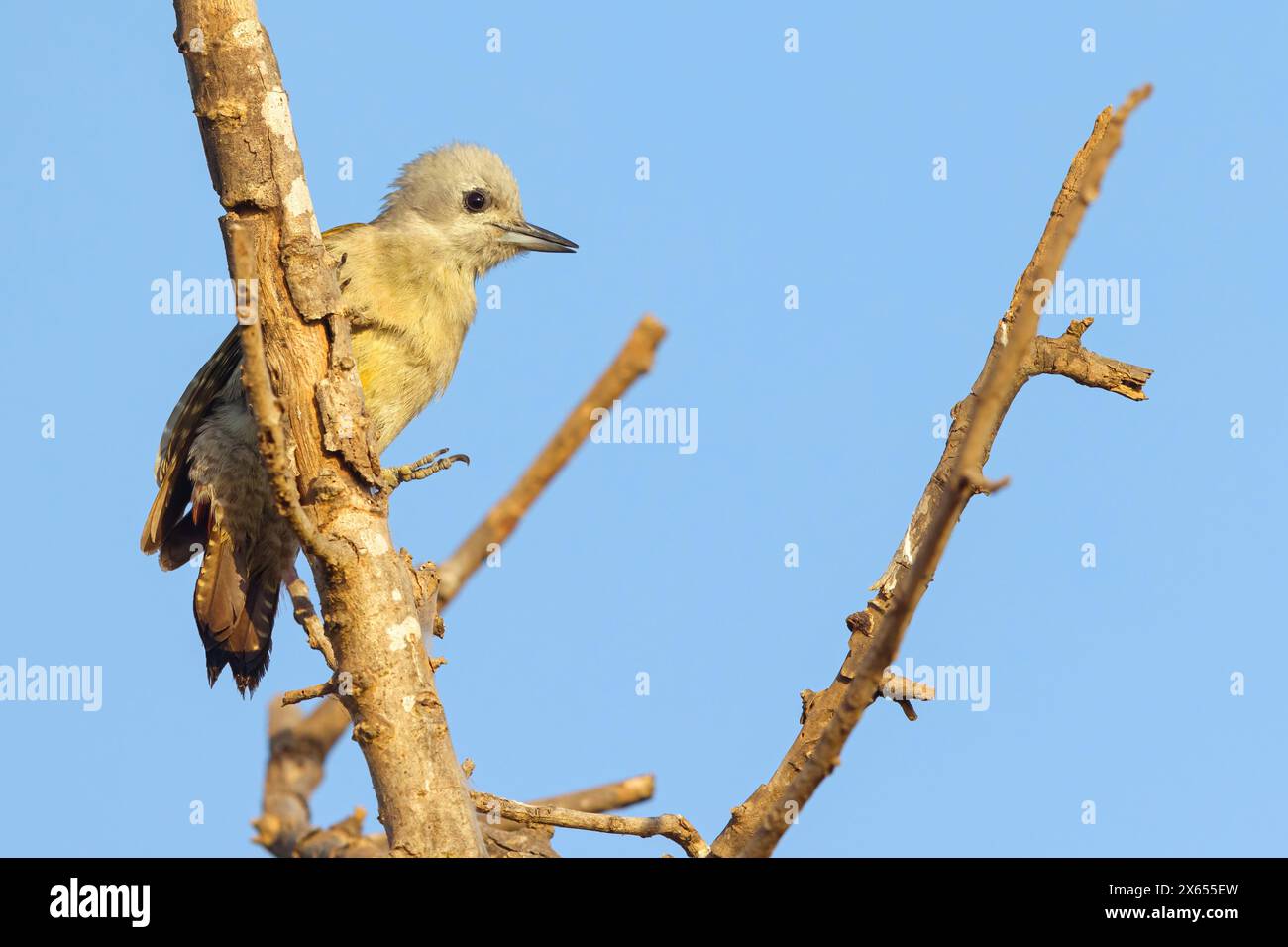 Graubrustspecht, Dendropicos goertae, Chloropicus goertae, (Mesopicos goertae), afrikanischer Grauspecht, Afrikanischer Grauspecht, Grauspecht, Pi Stockfoto