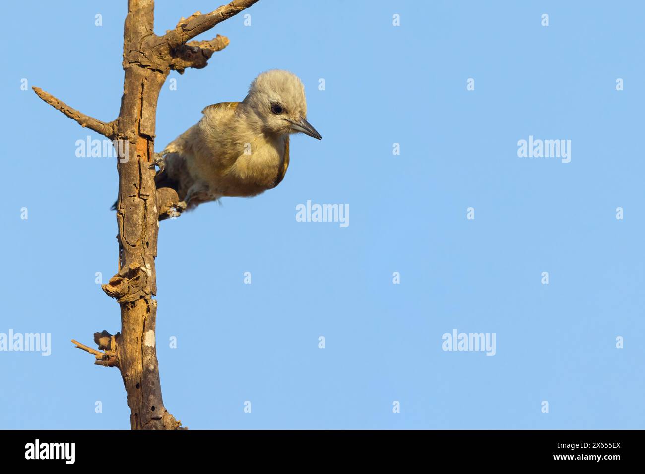 Graubrustspecht, Dendropicos goertae, Chloropicus goertae, (Mesopicos goertae), afrikanischer Grauspecht, Afrikanischer Grauspecht, Grauspecht, Pi Stockfoto