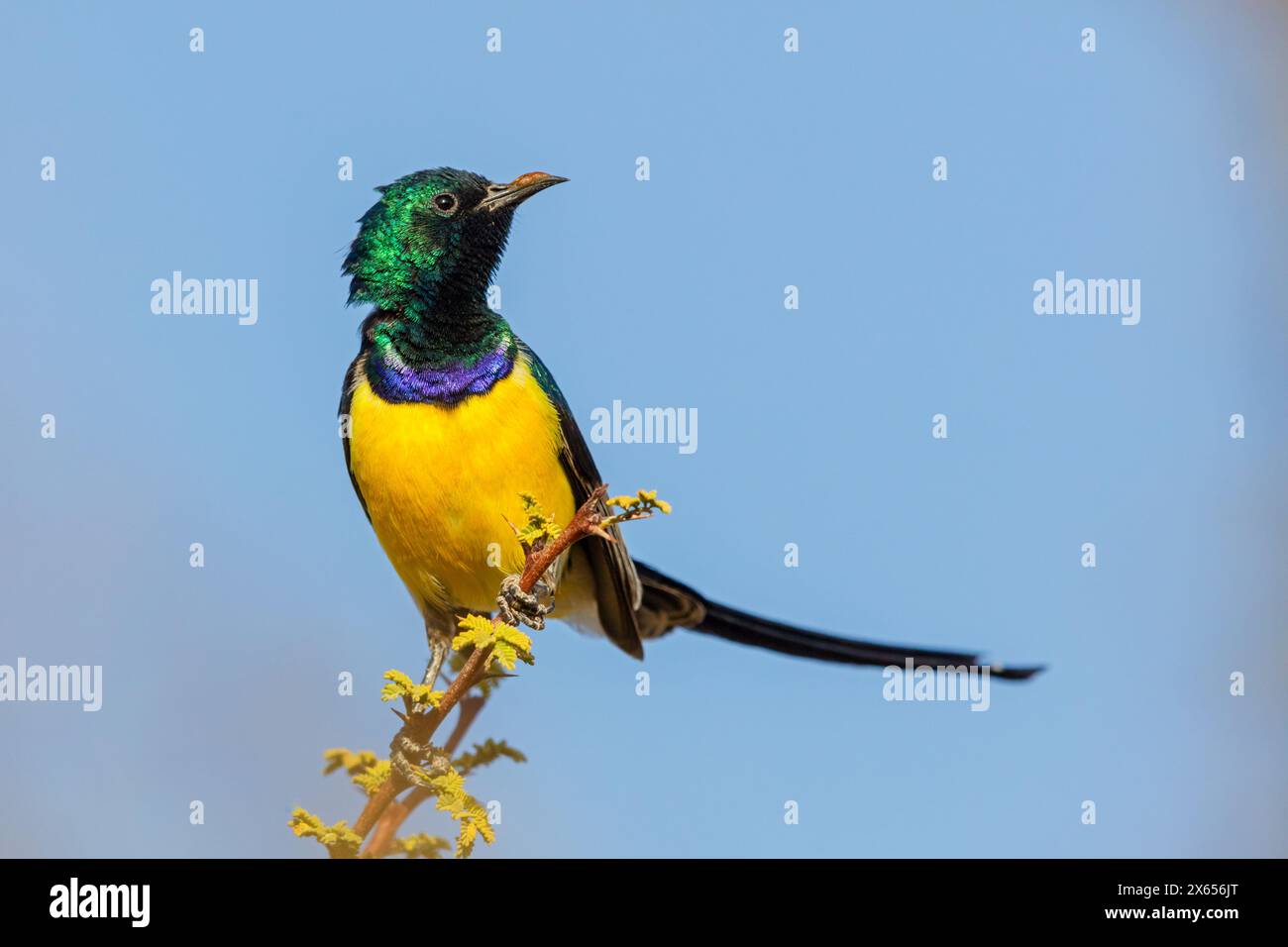 Erznektarvogel, Niltal Sunbird, Anthodiaeta metallica, Anthreptes metallicus, (Hedydipna metallica), Männchen im Parchtkleid, Stockfoto