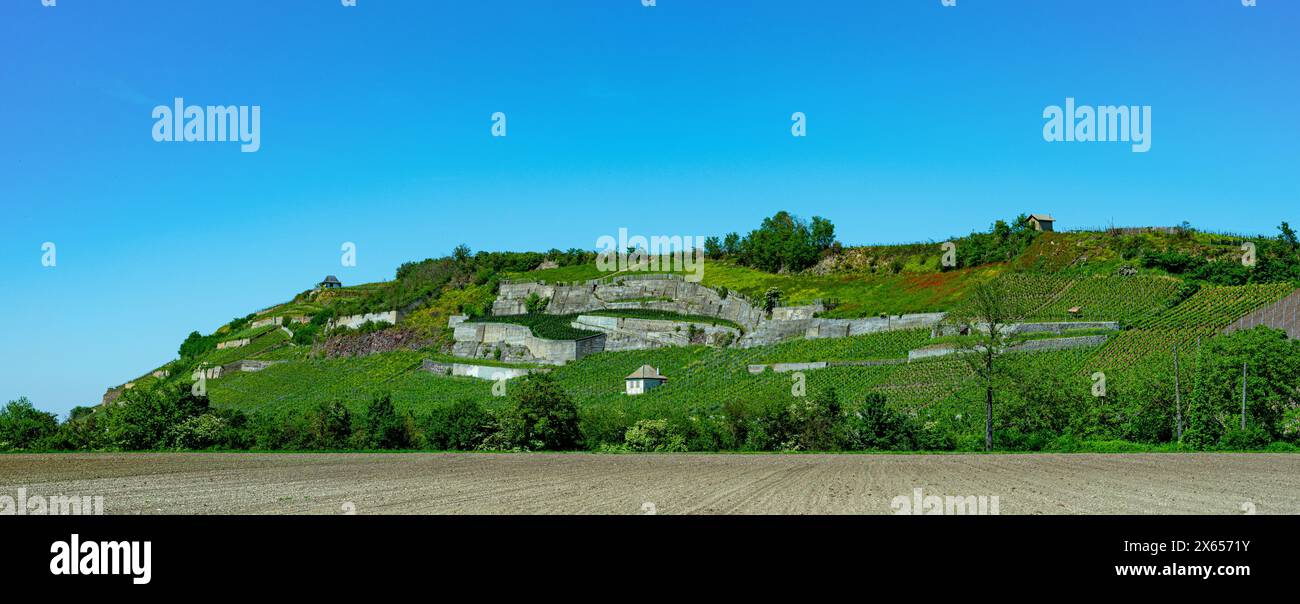 Weinberge bei Achkarren/Birkensohl, Kaiserstuhl. Breisgau, Baden-Württemberg, Deutschland, Europa Stockfoto