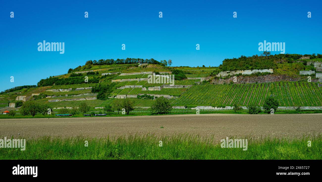 Weinberge bei Achkarren/Birkensohl, Kaiserstuhl. Breisgau, Baden-Württemberg, Deutschland, Europa Stockfoto