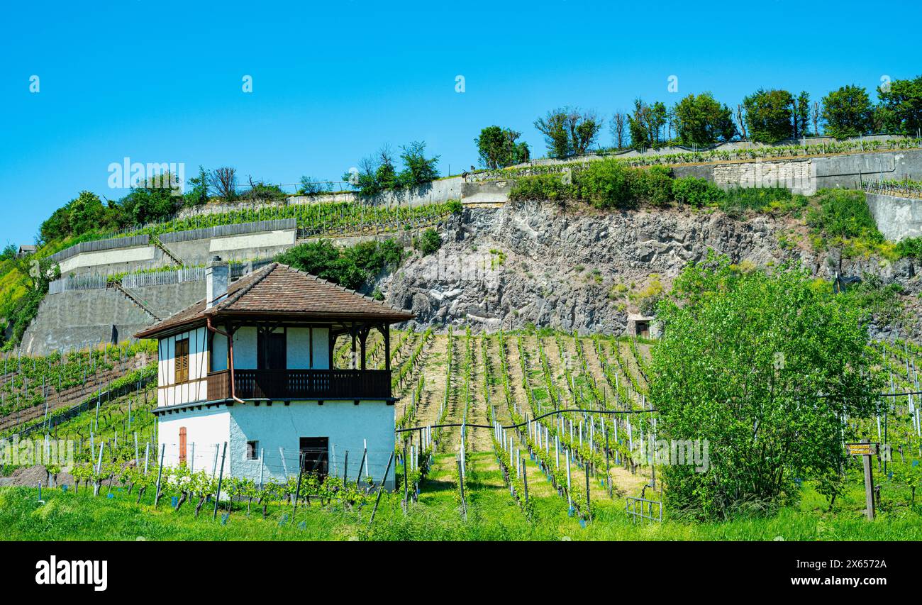 Weinberge bei Achkarren/Birkensohl, Kaiserstuhl. Breisgau, Baden-Württemberg, Deutschland, Europa Stockfoto