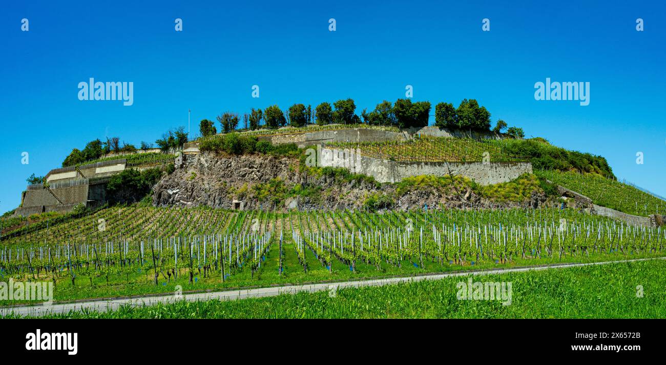 Weinberge bei Achkarren/Birkensohl, Kaiserstuhl. Breisgau, Baden-Württemberg, Deutschland, Europa Stockfoto