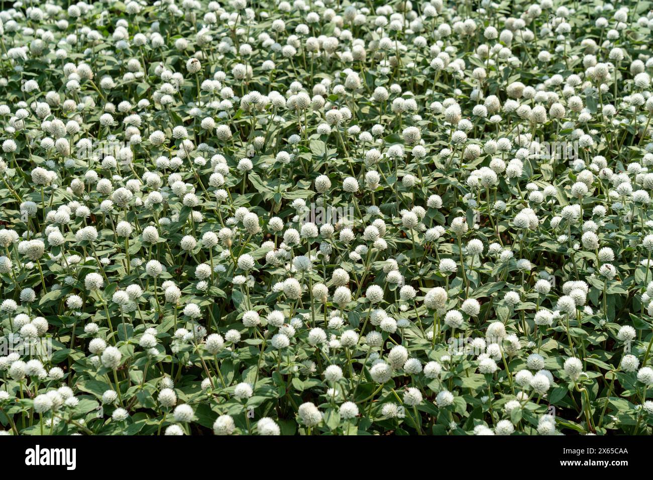 Ein Feld aus Weißer Globe Amaranth im hellen Sonnenlicht. Stockfoto