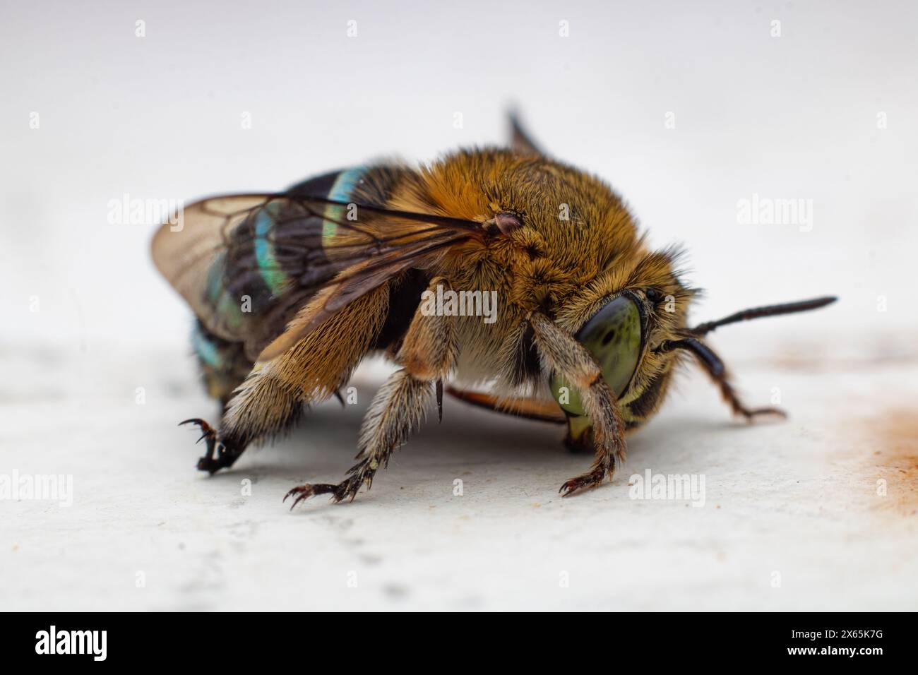 Blaubändige Bienen oder Baggerbienen, eine Art von im Allgemeinen mittelgroßen bis sehr großen Bienen, die zur Gattung Amegilla auf einer Marmorplatte gehören Stockfoto