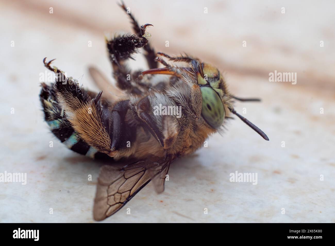 Blaubändige Bienen oder Baggerbienen, eine Art von im Allgemeinen mittelgroßen bis sehr großen Bienen, die zur Gattung Amegilla gehören, kopfüber fotografiert. Stockfoto