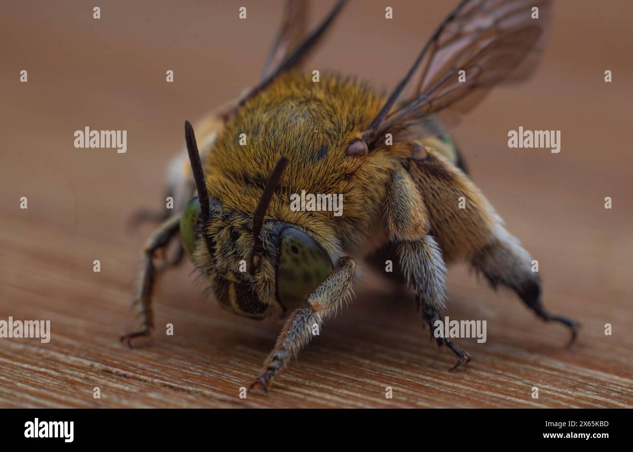 Vorderansicht der Blaubänderbienen oder Baggerbienen, einer Art von im Allgemeinen mittelgroßen bis sehr großen Bienen, die zur Gattung Amegilla gehören Stockfoto