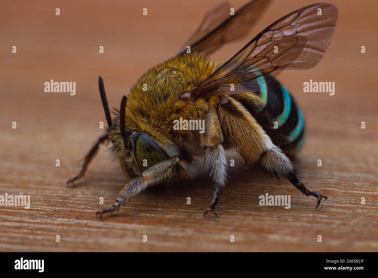Side vie von Blaubänderbienen oder Grabbienen, einer Art von im Allgemeinen mittleren bis sehr großen Bienen, die zur Gattung Amegilla gehören Stockfoto