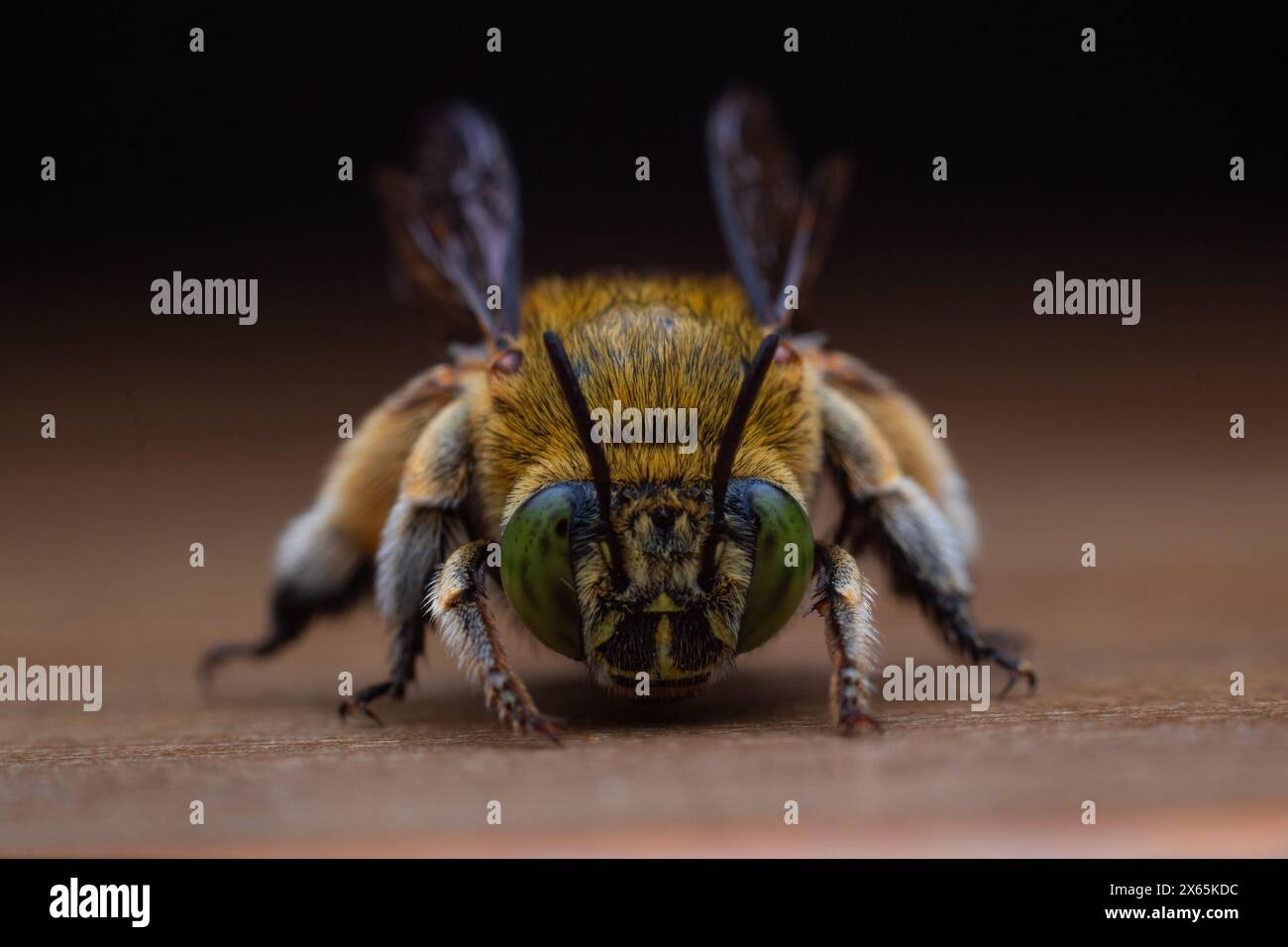 Vorderansicht der Blaubänderbienen oder Baggerbienen, einer Art von im Allgemeinen mittelgroßen bis sehr großen Bienen, die zur Gattung Amegilla gehören Stockfoto