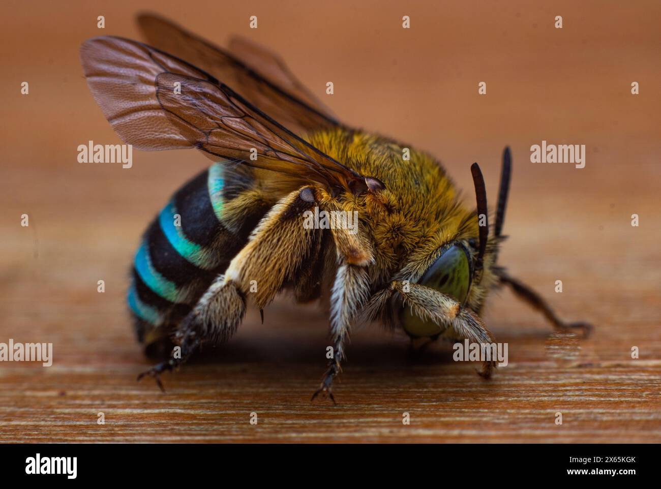 Side vie von Blaubänderbienen oder Grabbienen, einer Art von im Allgemeinen mittleren bis sehr großen Bienen, die zur Gattung Amegilla gehören Stockfoto
