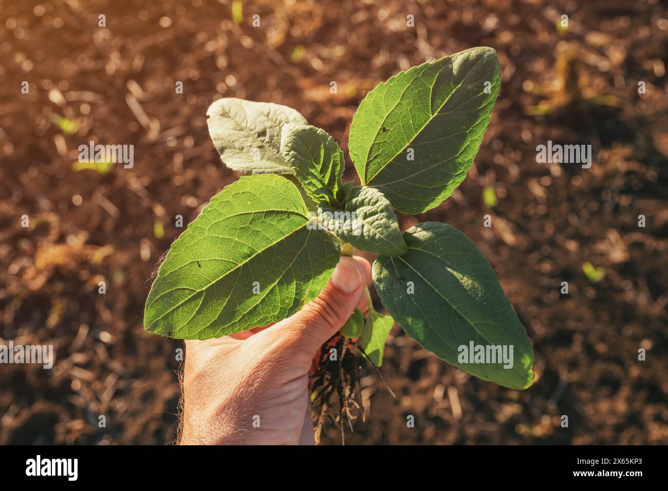 Landwirt-Agronomist, der Sonnenblumenkämling auf dem Feld hält, selektiver Fokus Stockfoto