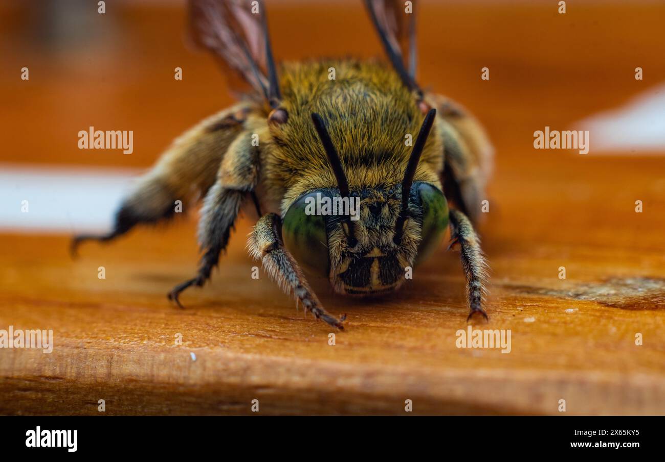 Vorderansicht der Blaubänderbienen oder Baggerbienen, einer Art von im Allgemeinen mittelgroßen bis sehr großen Bienen, die zur Gattung Amegilla gehören Stockfoto