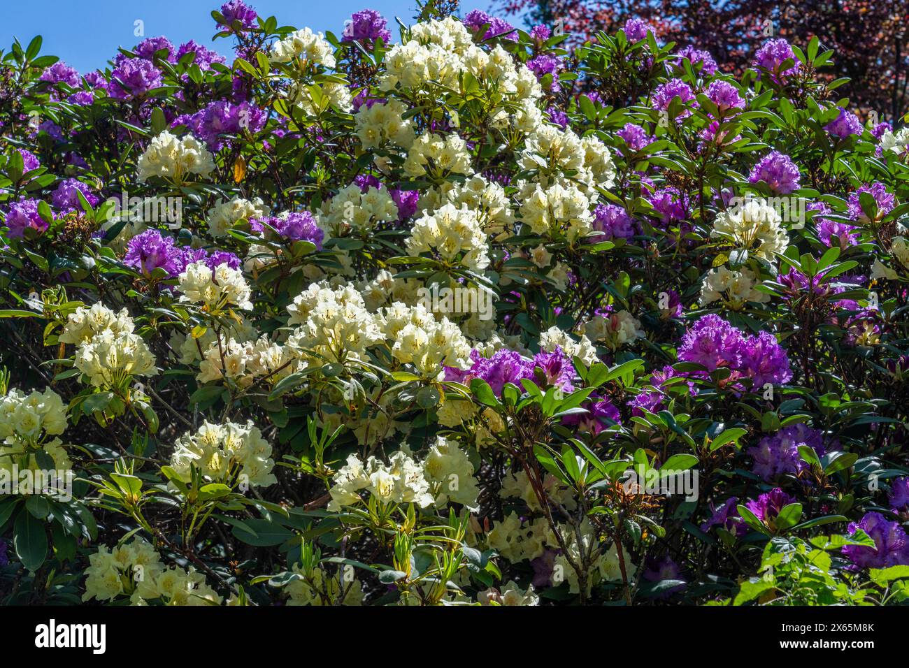 Rhododendronblüte im Wald zwischen Bahnhof und Schloss Wiesenburg in Wiesenburg/Mark Landkreis Potsdam-Mittelmark. *** Rhododendronblüte im Wald zwischen Bahnhof und Wiesenburger Schloss in Wiesenburger Mark, Bezirk Potsdam Mittelmark Stockfoto