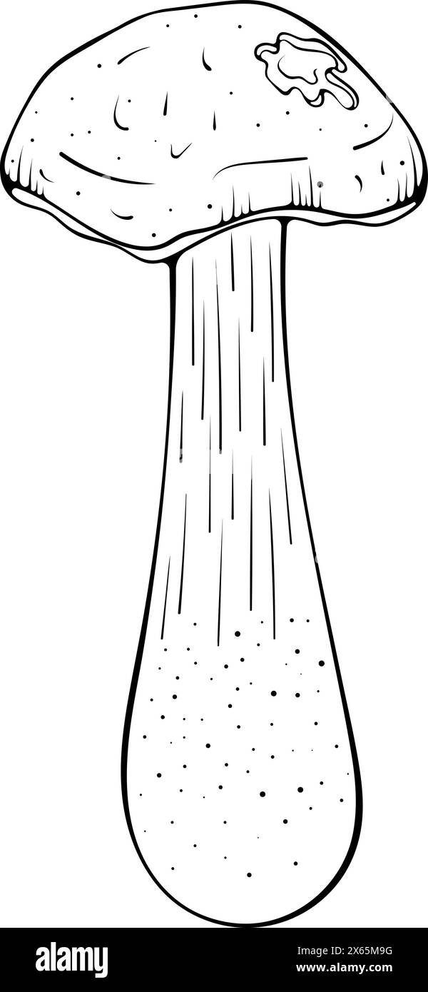 Boletus mit brauner Kappe, Pilzlinie Stock Vektor
