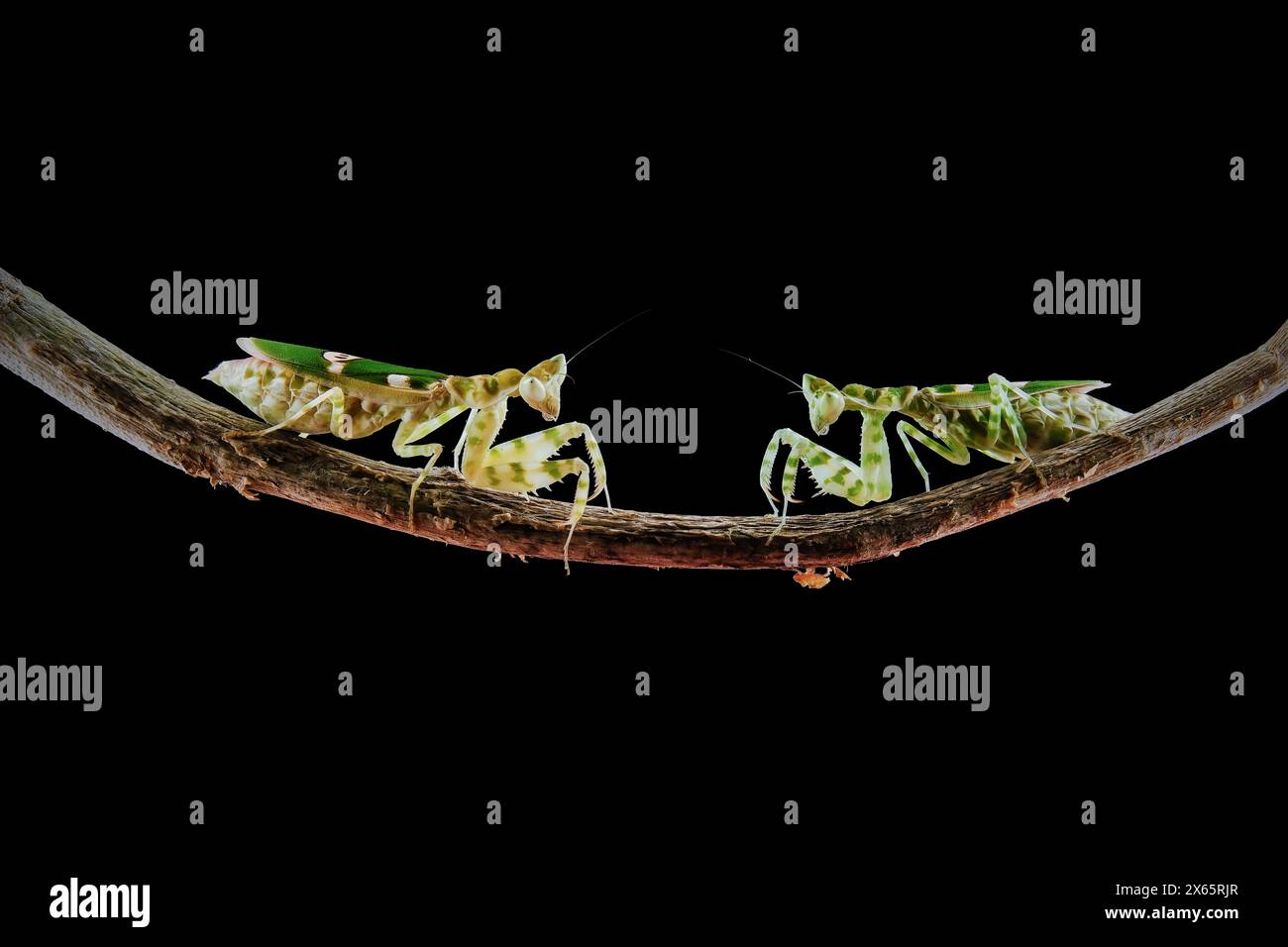 Kämpfende Armeekantis auf dem Ast Stockfoto