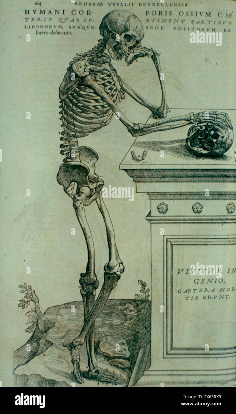 Denkendes Skelett, anatomische Illustration von de Humani Corporis von Andreas Vesalius, 16. Jahrhundert Stockfoto