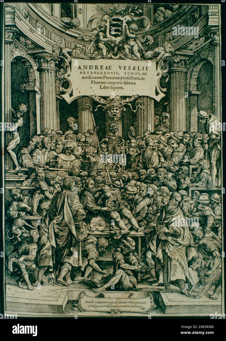 Anatomische Dissektion an der Universität Padua, Illustration von de Humani Corporis von Andreas Vesalius, 16. Jahrhundert Stockfoto