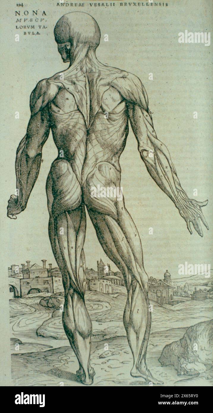 Hintermuskeln, anatomische Illustration von de Humani Corporis von Andreas Vesalius, 16. Jahrhundert Stockfoto