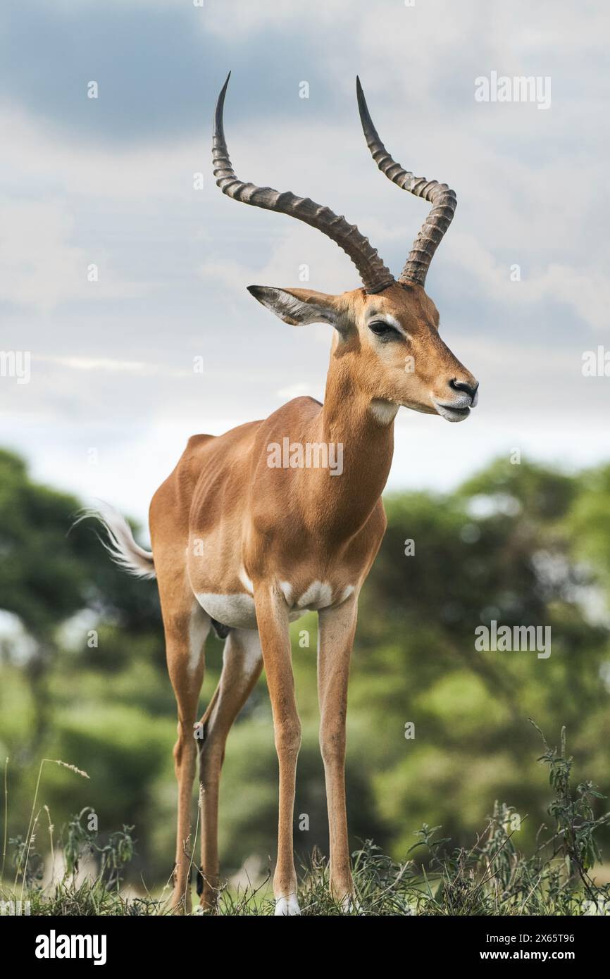 Eine Thompson's Gazelle posiert für ein Bild auf der Ebene von Tansan Stockfoto