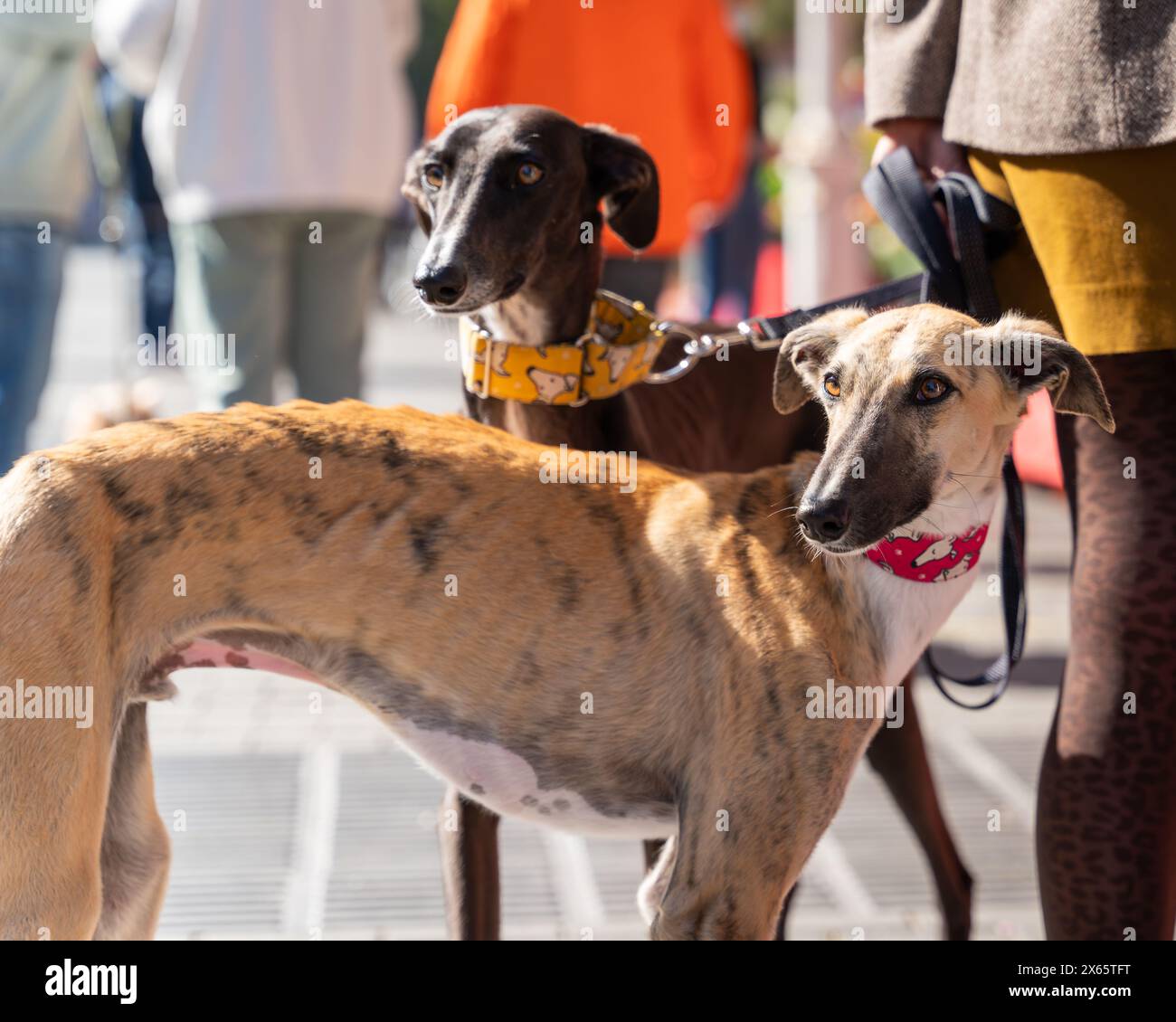 Der Galgo Español, auch Spanisch Windhund genannt, ist eine alte Hunderasse, die zur Familie der Windhunde gehört. Zwei spanische Windhunde an der Leine in der Stadt c Stockfoto