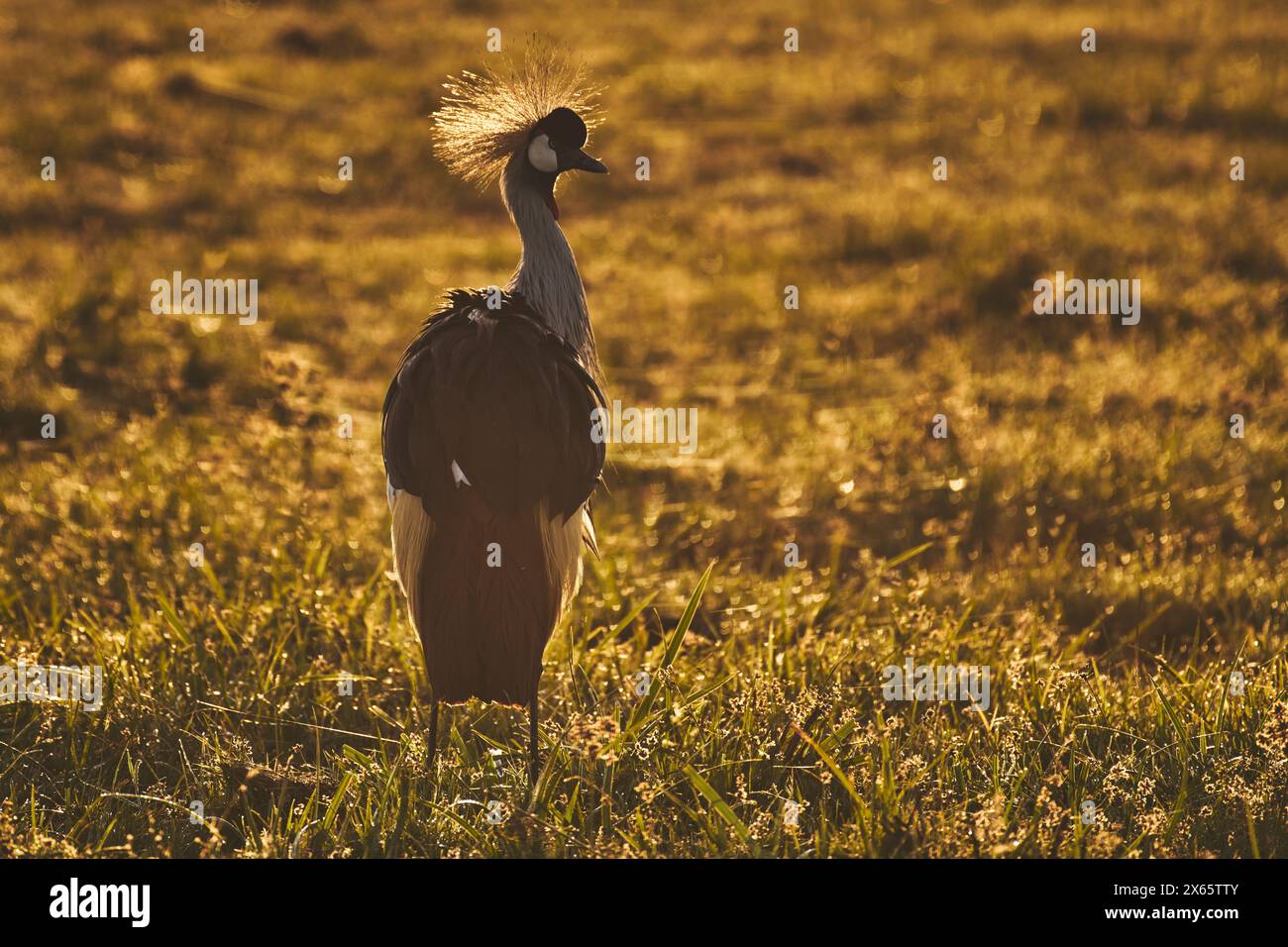 Ein gekrönter Kran leuchtet bei Sonnenaufgang orange mit seinem kunstvollen Geplänkel. Stockfoto