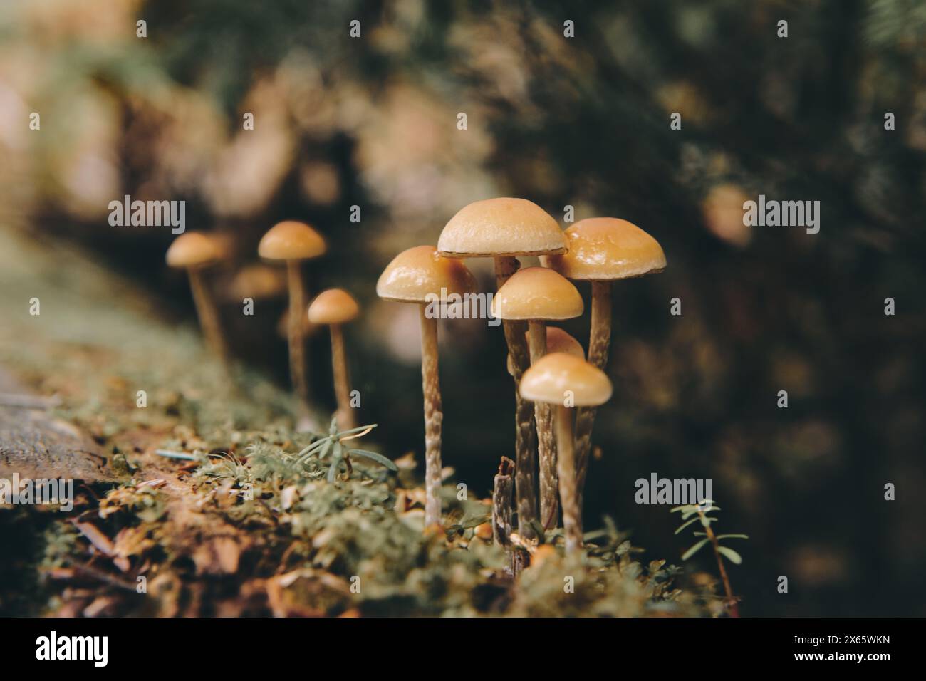Pilze wachsen in einem grünen Regenwald in Washington. Stockfoto