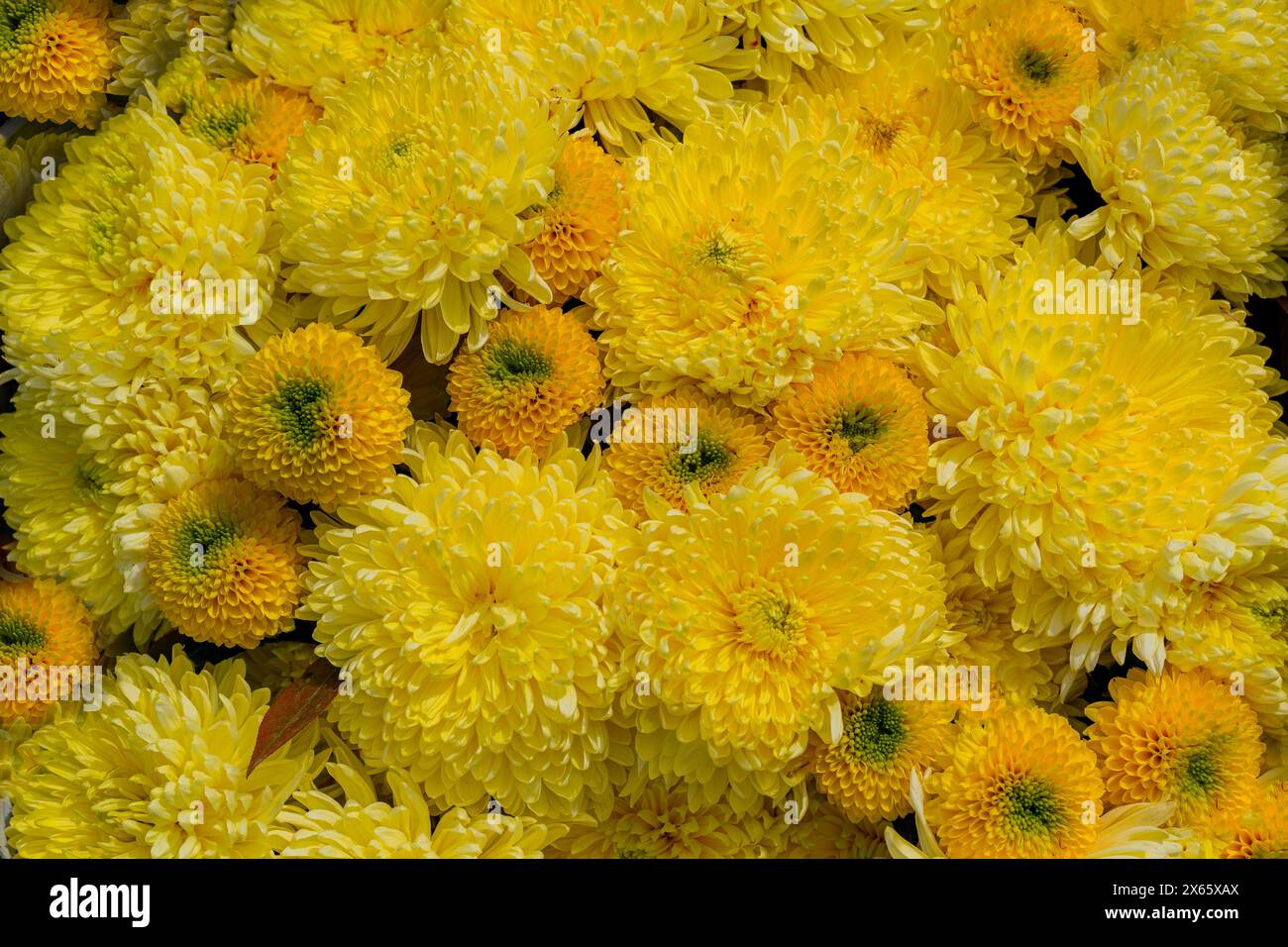 Gelbe, malerische Astern und Chrysanthemen, natürlicher Herbst-Hintergrund A Stockfoto