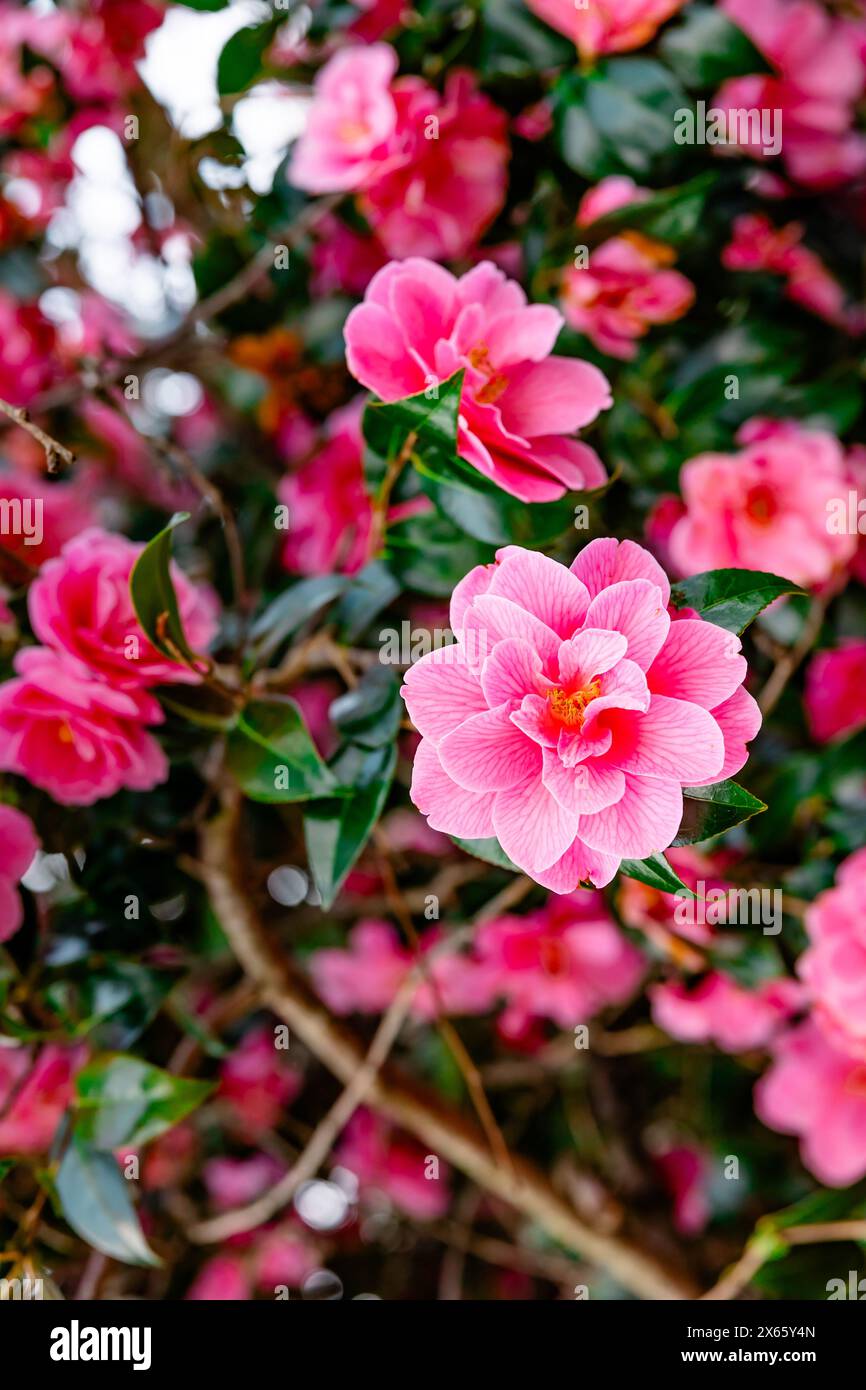 Leuchtende rosafarbene Kamelienblüten in der Wildnis Stockfoto
