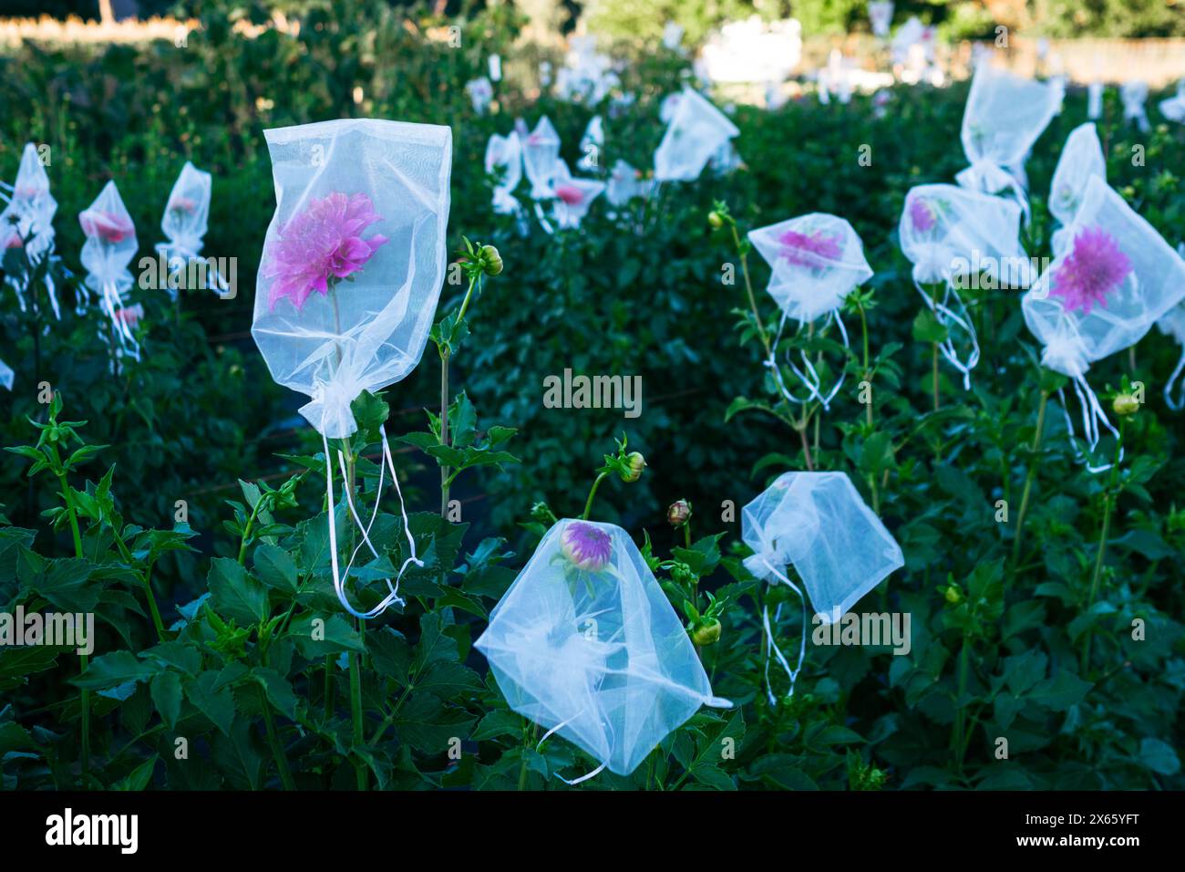 Ein Garten mit Dahlienblüten, bedeckt mit Schutznetzen. [Horizont Stockfoto