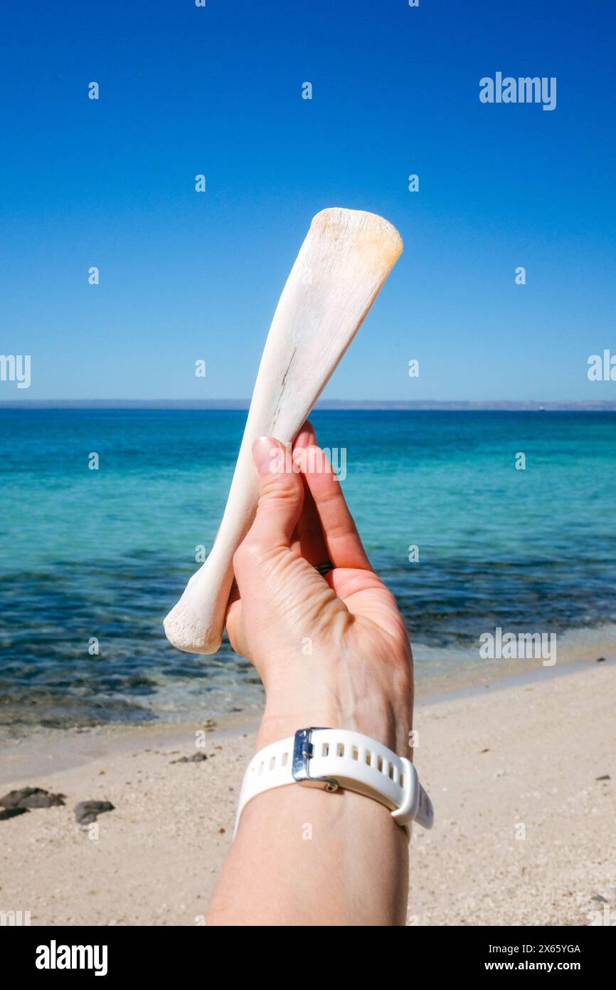 Die Hand der kaukasischen Frau, die einen gebleichten Walknochen hält. Stockfoto