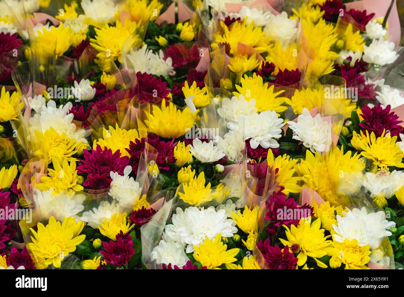 Frische, helle Chrysanthemen. Hintergrund, Grußkarte. Herbstblumen im Garten. Bunte Chrysanthemen Stockfoto