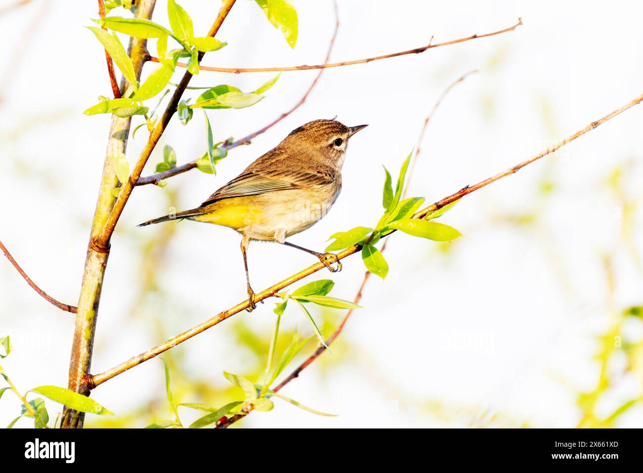 Orangenkrone (Vermivora celata) auf einem Zweig mit Blumen, Lake Apopka, Florida, USA. Stockfoto