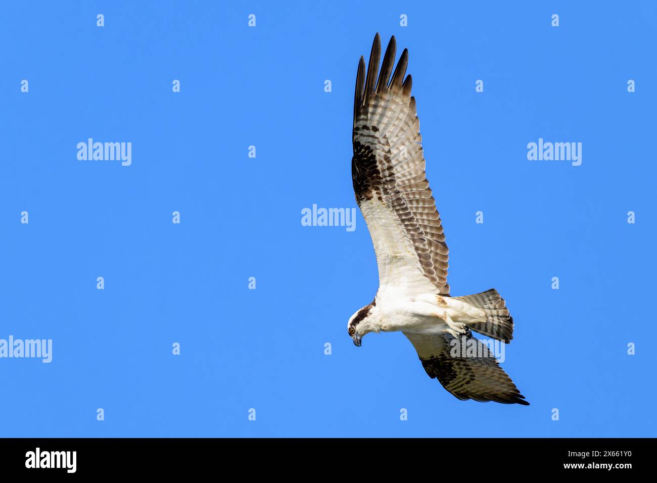 Osprey (Pandion haliaetus) im Flug mit blauem Himmel, Lake Apopka, Florida, USA. Stockfoto