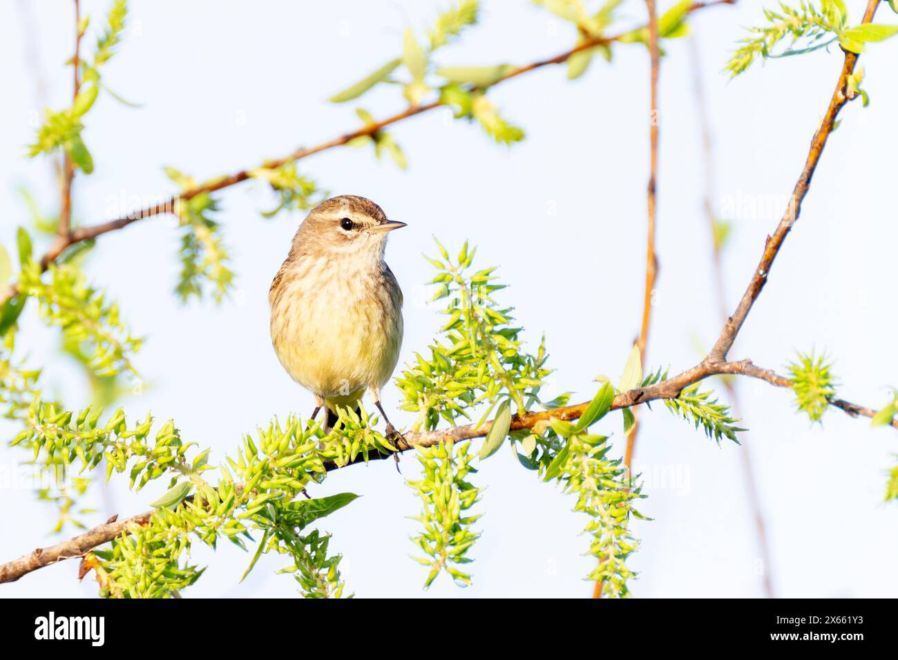 Orangenkrone (Vermivora celata) auf einem Zweig mit Blumen, Lake Apopka, Florida, USA. Stockfoto