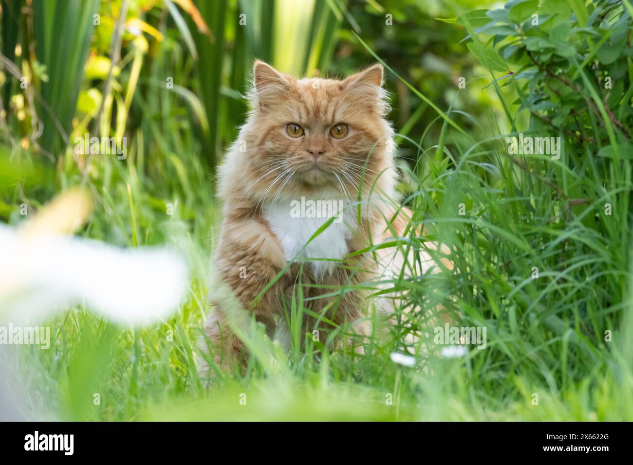 Hauskatze in einem Garten in Großbritannien Stockfoto