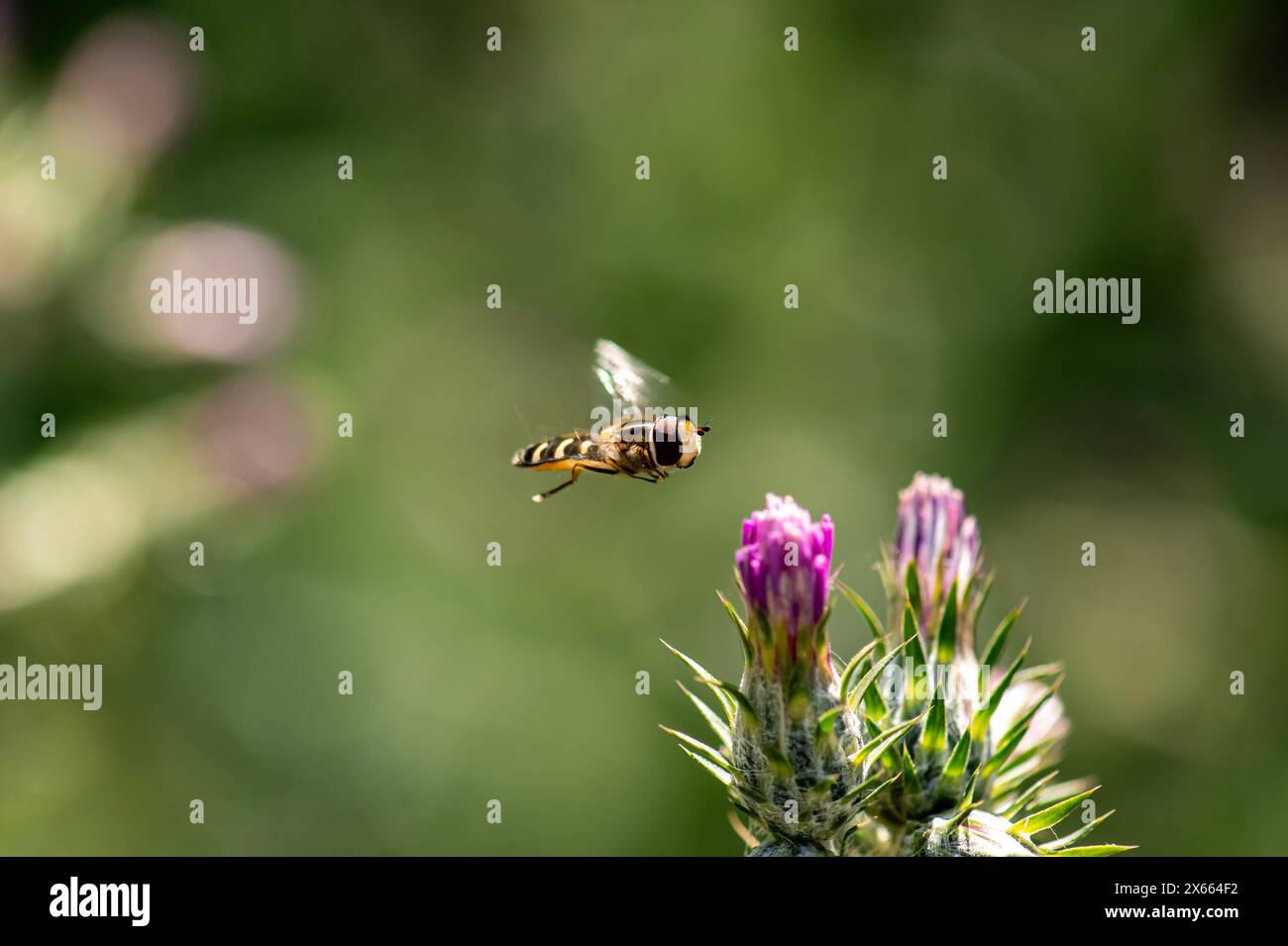Eupeodes, die Afideater Fliegen, sind eine Gattung von mittelschweren Schwebefliegen aus der Familie Syrphidae. Habitat. Blumenflecken in Feldern, Straßenrändern, Garten Stockfoto